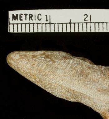 Media type: image;   Herpetology R-17471